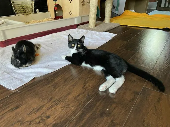 Pim And Toby… Best Friends Don’t Have To Be The Same Species
