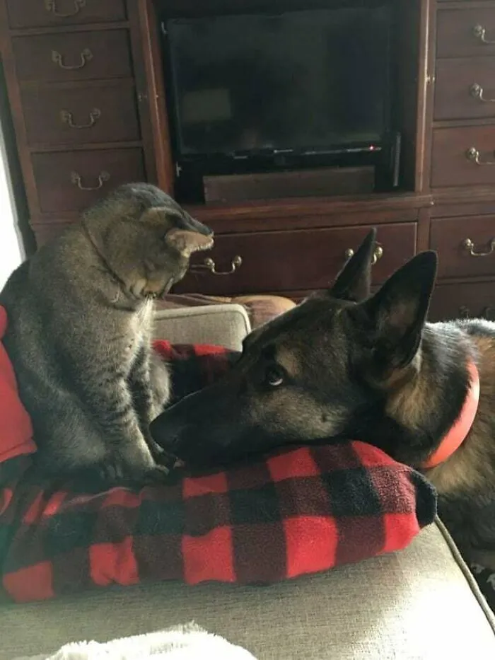 Find Yourself A Dog Who Looks At You Like This