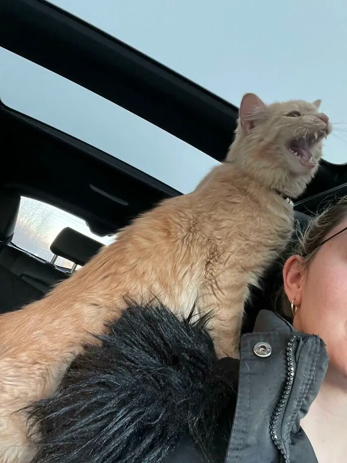 Adopted A Dumpster Kitty, This Is Charles. Charles On The Way To His Neutering Appointment (Not Excited)