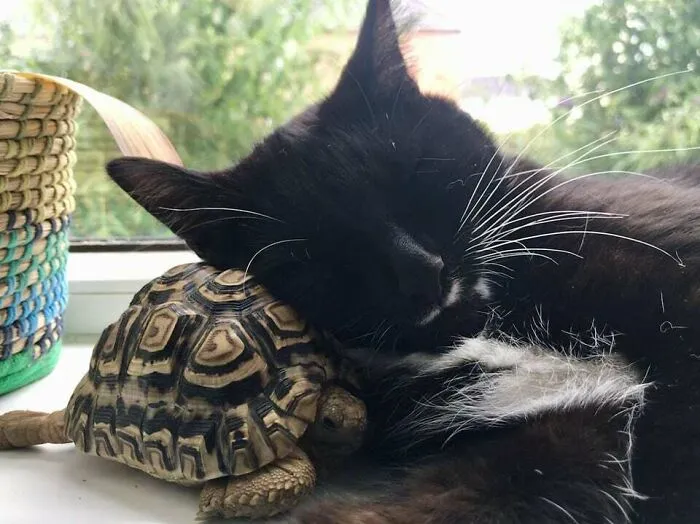 Azizi And Storm Cuddle Time