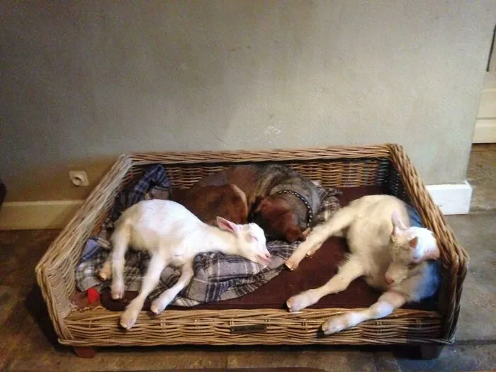 We Needed To Keep The Kids Warm, So We Took Them To The Warmest Place Of The House