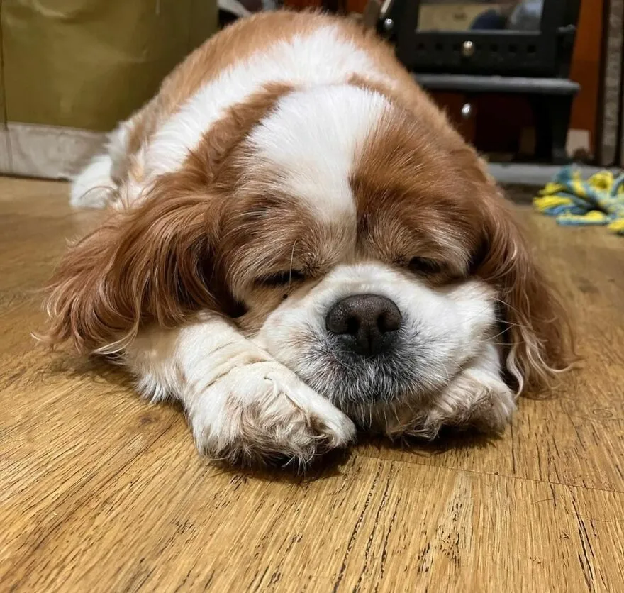 Just Let Me Snooze!
