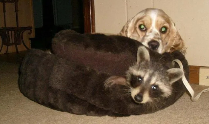 This Mama Dog