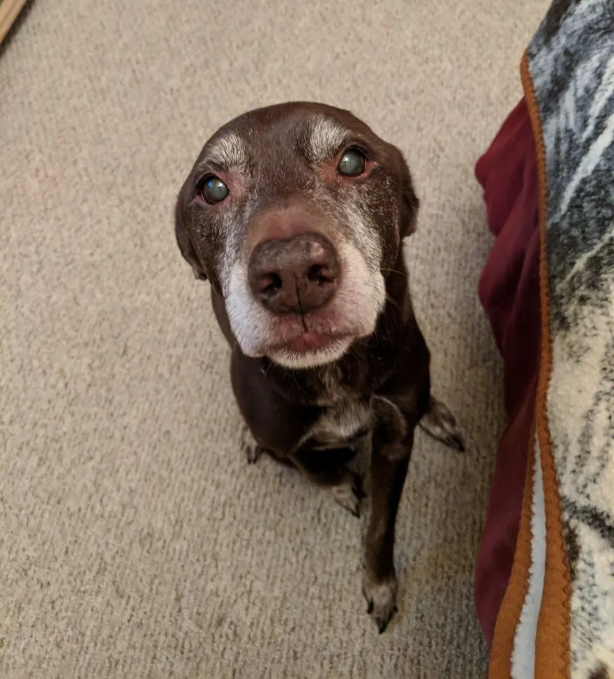 Mi perro de 14 años, Co-Co