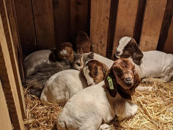 Kitten Sleeping With Newborn Goat Kids