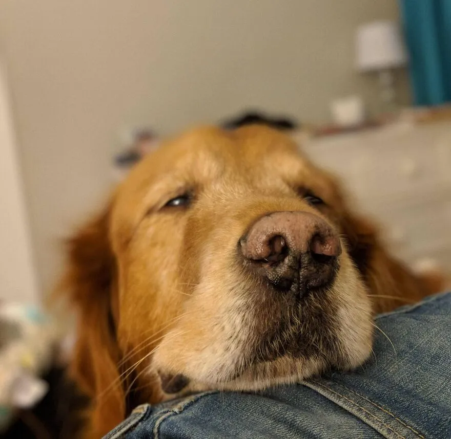 He's Getting Older And Never Leaves My Side