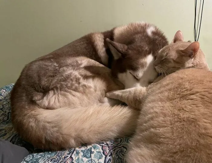 I Had My Cat Years Before I Brought My Husky Into The Family And I Swear He Thinks He’s His Son