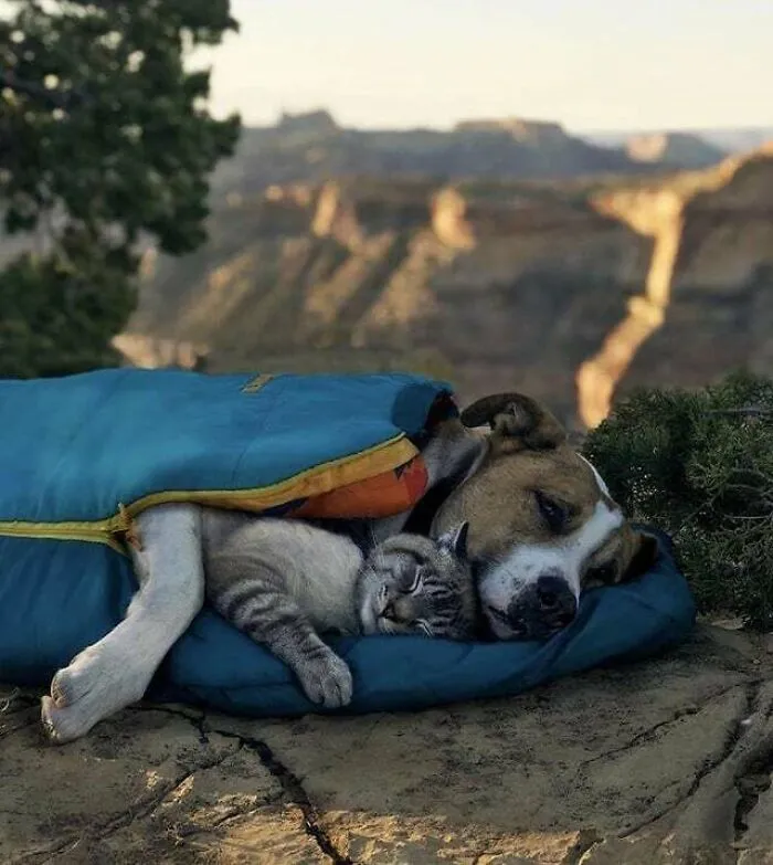 Just A Quick Cat Nap Then