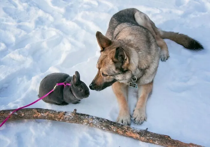 Animal Friendship