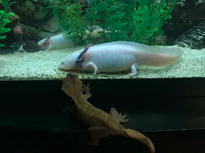 Checking Out Her Aquatic Cousin