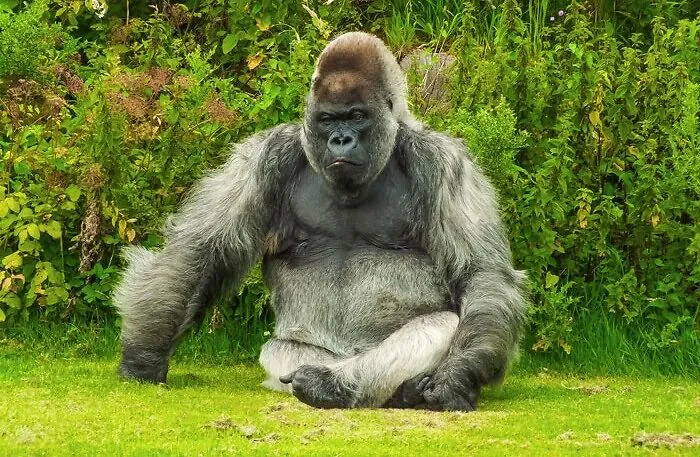 Gorilla