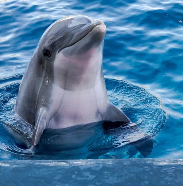 Bottlenose Dolphin