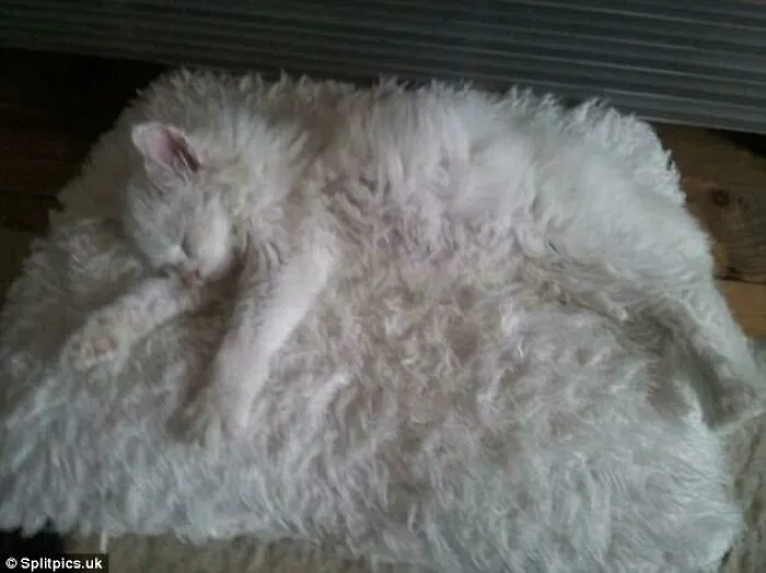 I Am A Rug Meow