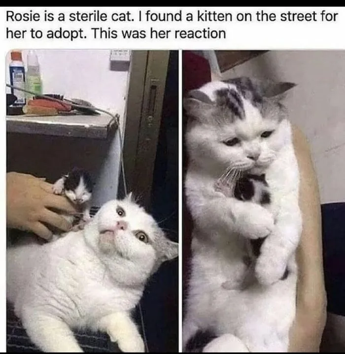 Awwwwww