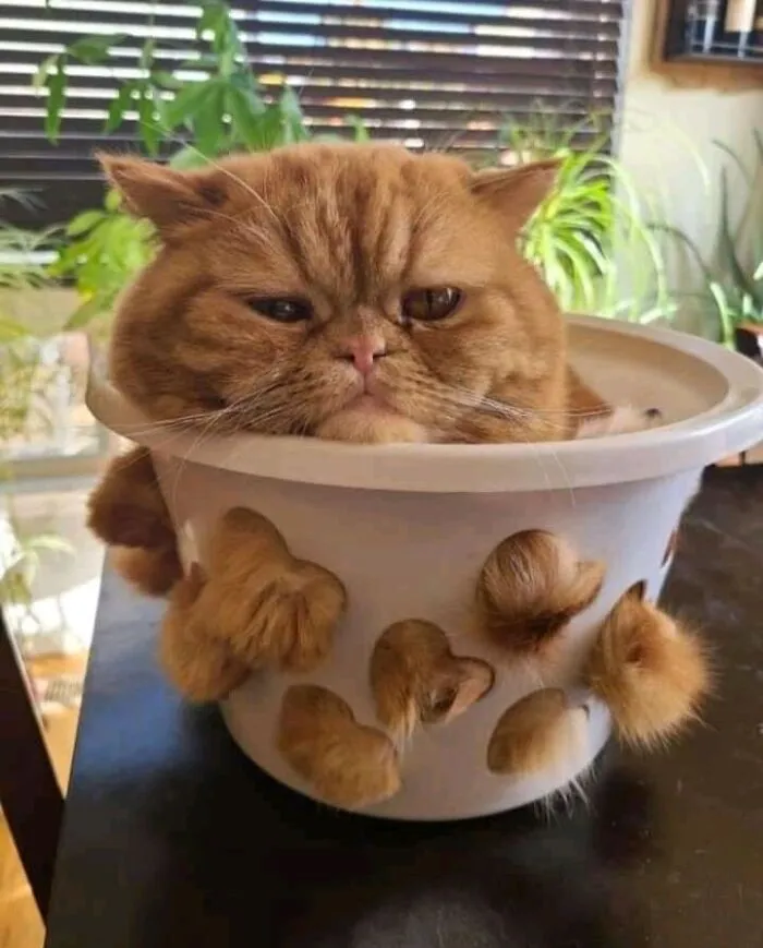 I'm A Plant Now