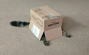 50 Cats In Random Circumstances That Have Accepted That This Is Their Life Meow