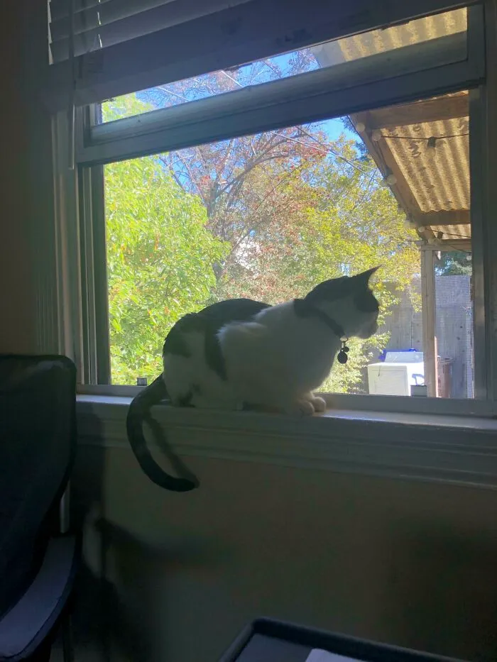 This Is Whiskey. Earlier This Week, Someone Tried To Rob Us At Home And This Guy Sprung Into Action. Woke Me Up, Ran To The Window And Watched The Front Door As My Wife And I Called 911 And Watched The Windows. He’s Our Little Guard Kitty