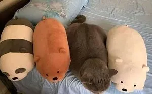 50 Cats In Random Circumstances That Have Accepted That This Is Their Life Meow