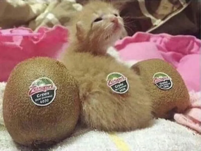 Soy… un kiwi 