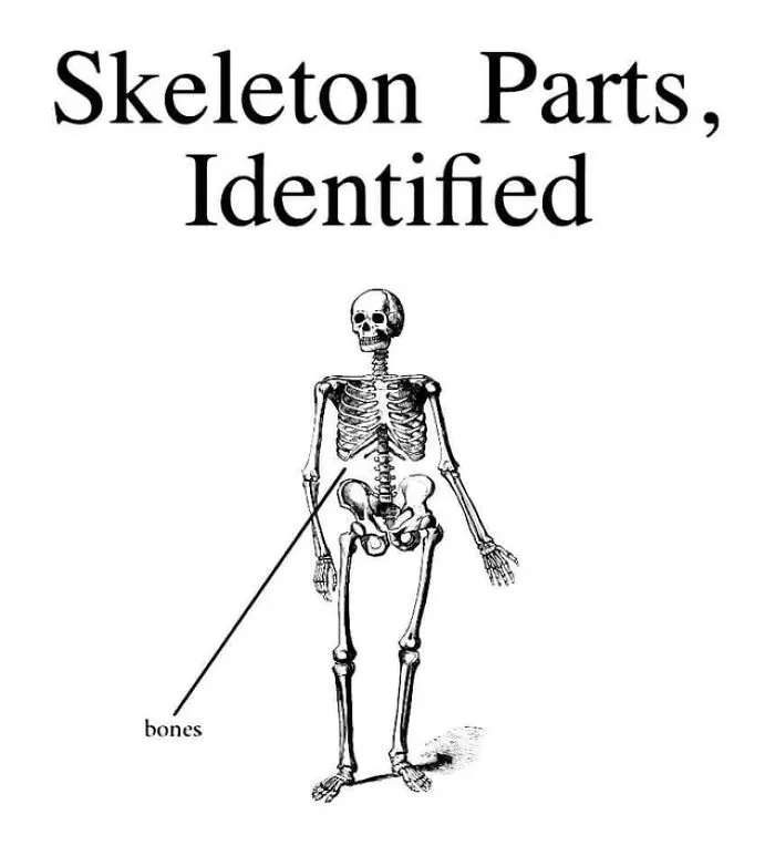 Skeleton