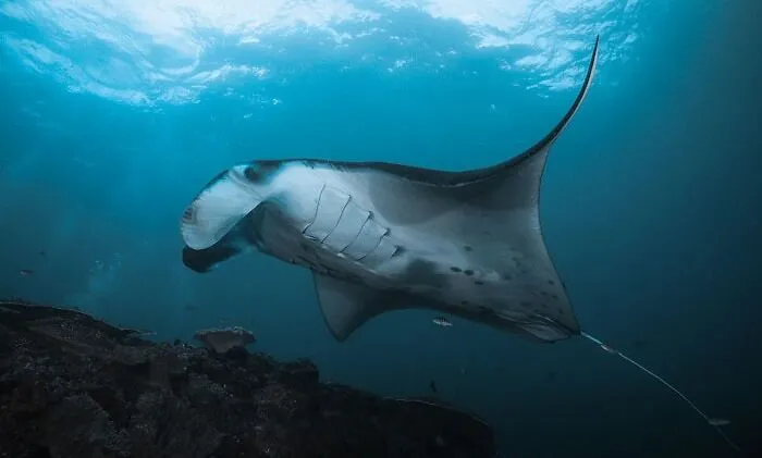 Giant Oceanic Manta Ray