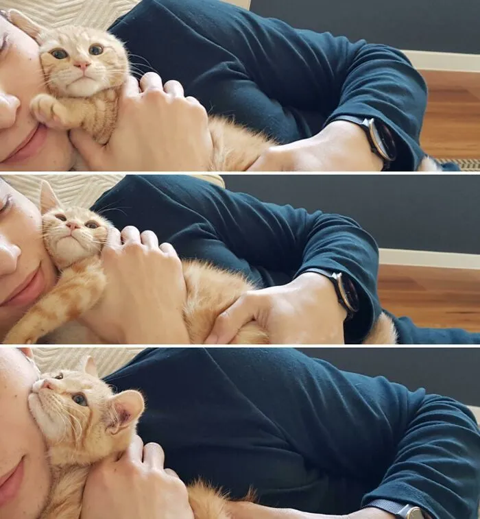 Studies Show That 2 Out Of 3 Cats Have, At Some Stage, Been A Victim Of Non-Consensual Smothering