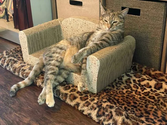 El gato de mi amigo se sentó así él solito 