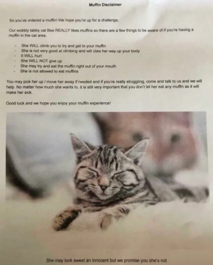 Sign At A Cat Cafe