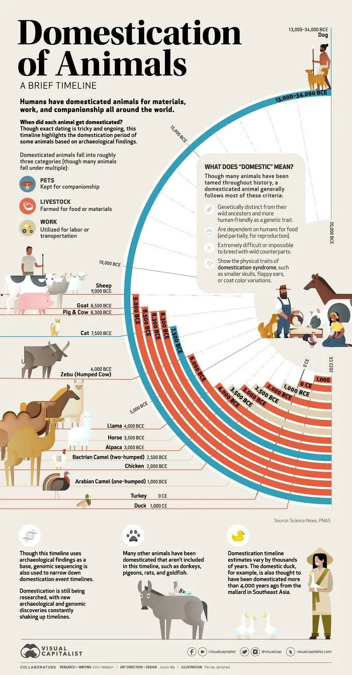 Timeline: The Domestication Of Animals