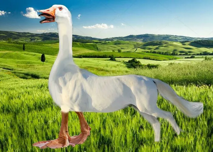 Ganso + Caballo = Ganballo (¿O Cabanso?)