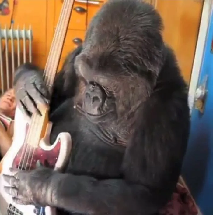 Koko The Gorilla