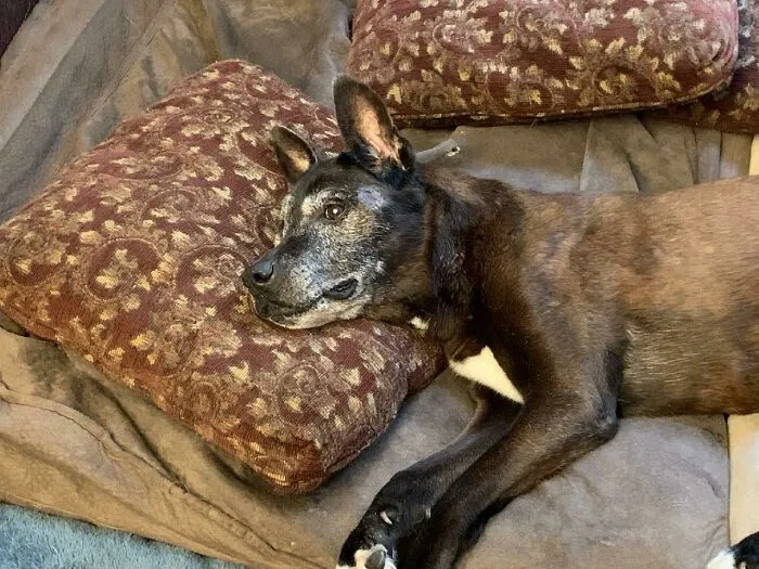 a brown dog lying on the pillow