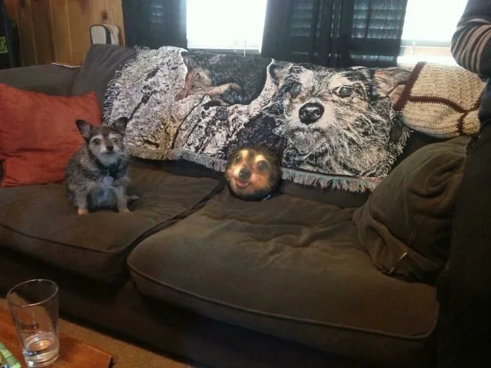 Mi amigo colecciona decoraciones que se ven como su perro
