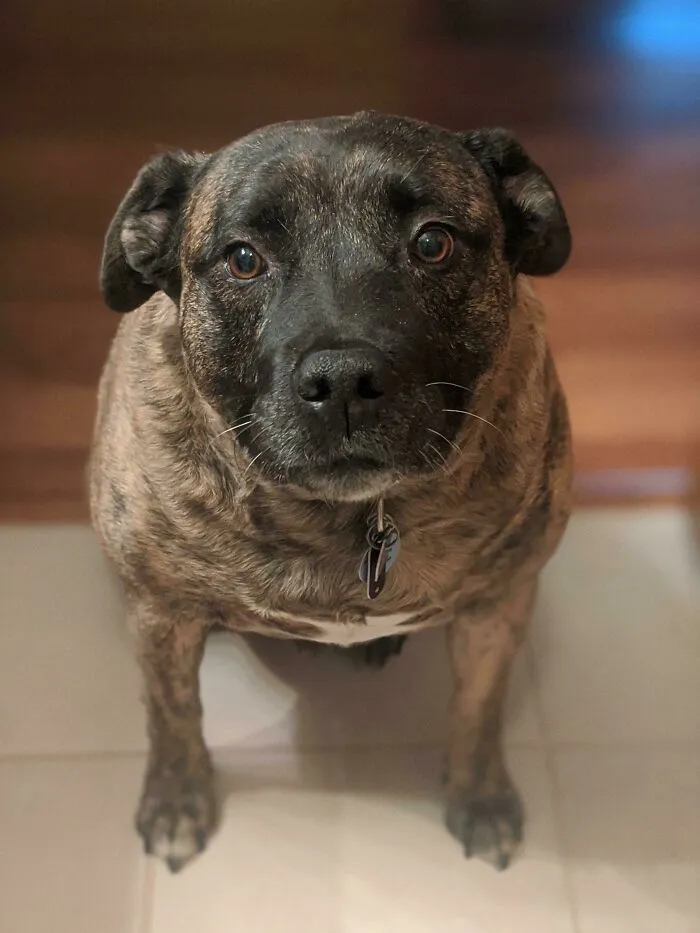 My Dad, Who's Not A Dog Person, Recently Adopted A Senior Dog While His Wife Was Looking At Puppies