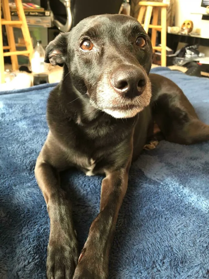 a black dog lying on the dog bed