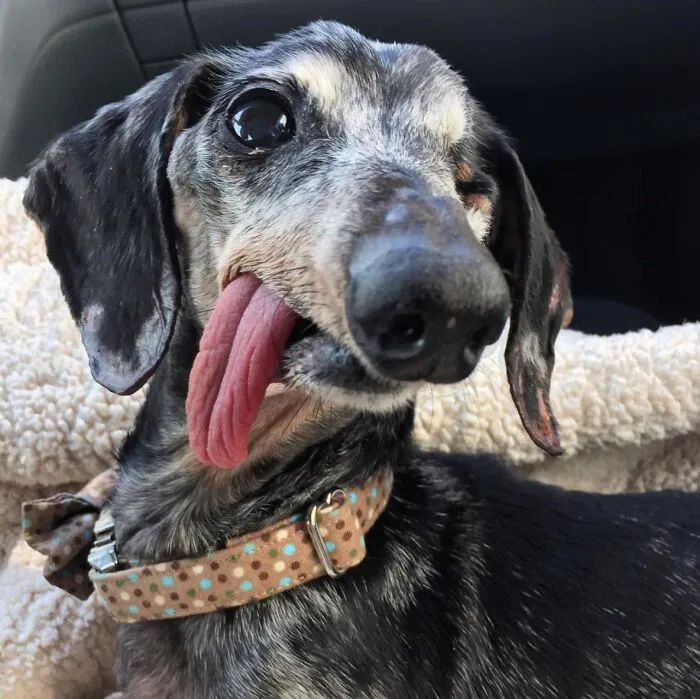 Meet My Senior Rescue Dog, Professor Schnitzel!