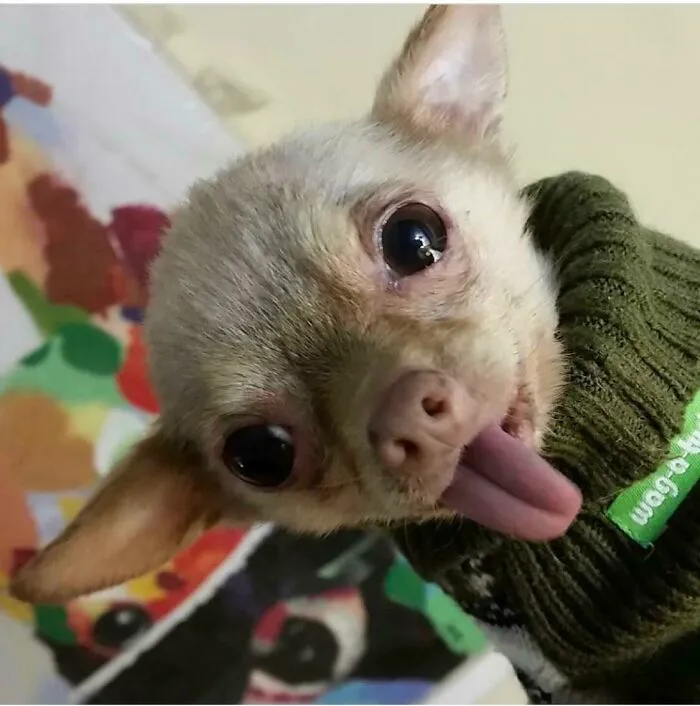 Cuando adopté a Bruno Mars dijeron que era un chihuahua mayor, pero en realidad es un murciélago de la fruta