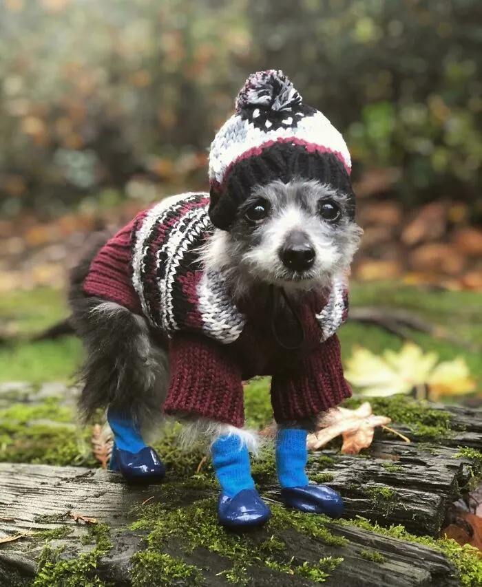My Tiny Old Dog, In A Tiny Hat And Tiny Boots