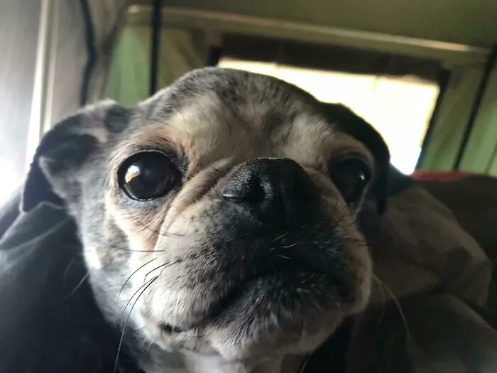 Everyone Thought I Was Crazy For Adopting A 10-Year-Old Dog As My First Pet