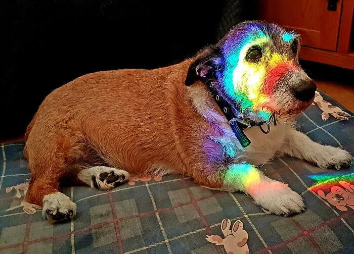 an old dog lying on a dog bed with rainbow on his face