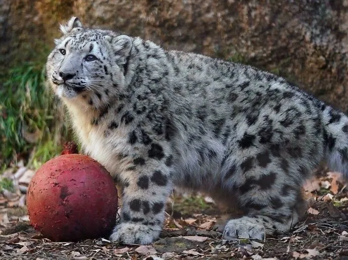 Absolut Chonk Of Fluff
