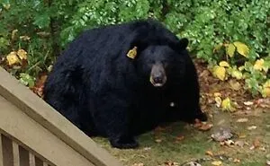 50 Times People Were Left Speechless By The Size Of Something And Shared It With The 'Absolute Units' Community (New Pics)