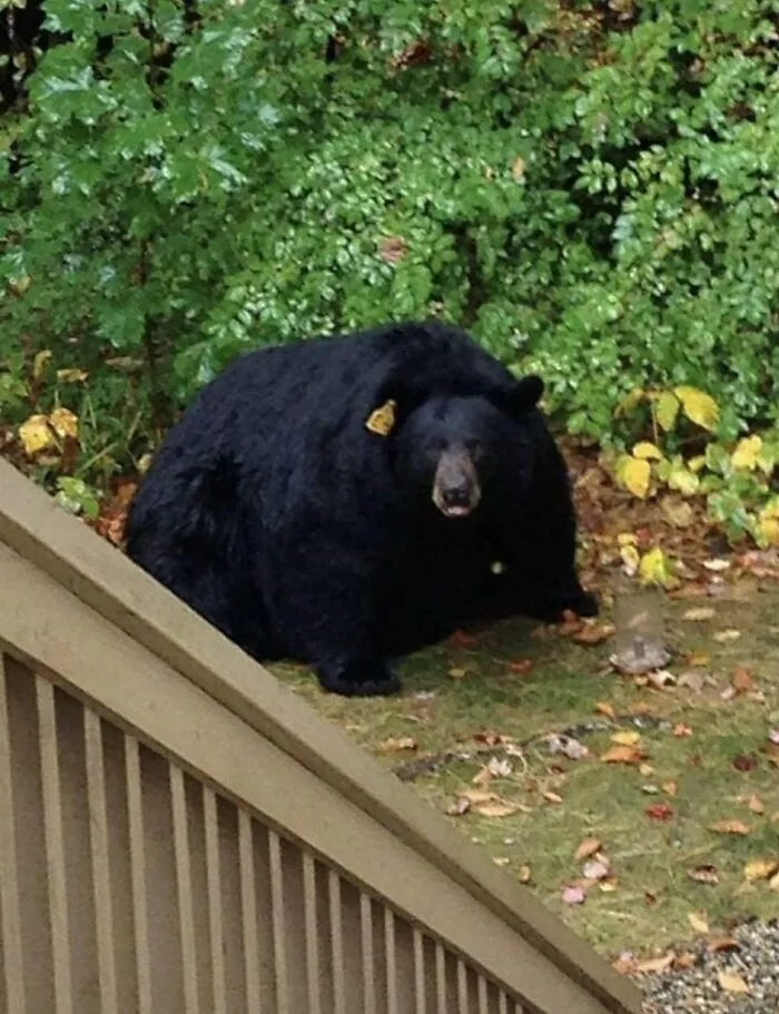 Chonkus, The Eater Of Worlds