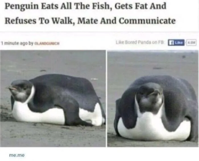 Chonky Pingu