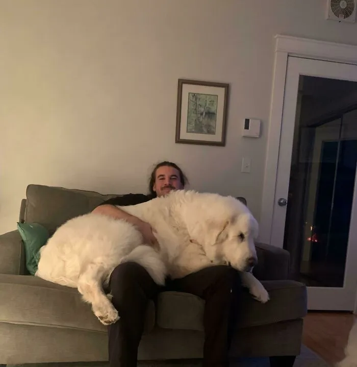 I’ve Been Told That My Rescue Dog Is An Absolute Unit Many Times Now