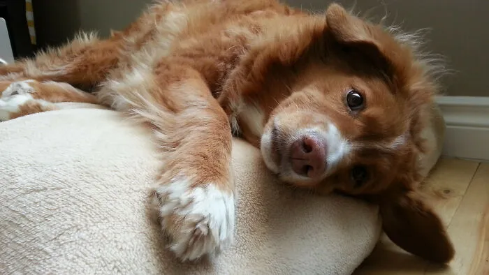 a red dog lying on the dog bed