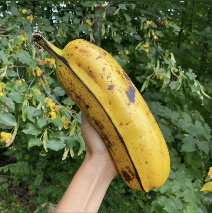 El plátano Hua Moa, una variedad hawaiana