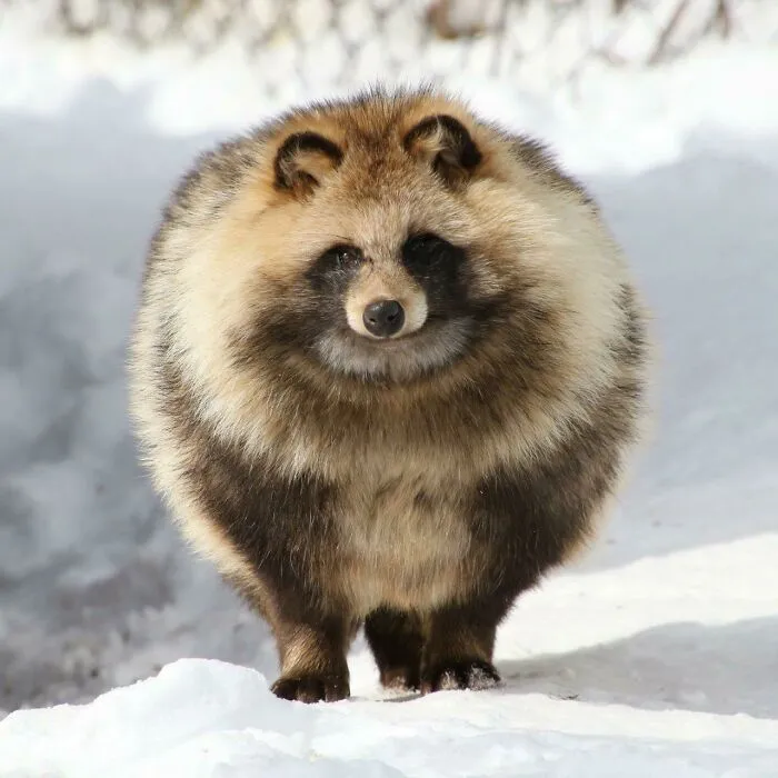 Este Tanuki es una unidad absoluta con el pelaje de invierno también