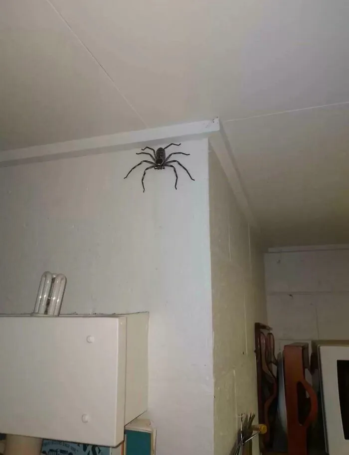 Esta araña de la madera. Sin palabras