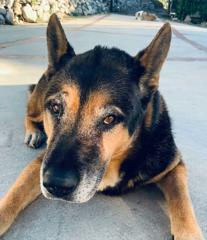 14 Years Young. A Little Older, A Little Wiser But Still A Puppy At Heart, Say Hi To Sevo